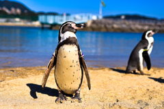 ペングウィン