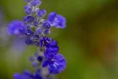 花②