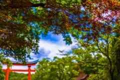 新緑の鳥居