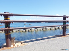 IMGP1527野良猫