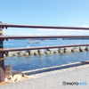 IMGP1527野良猫