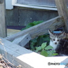 IMGP1539子猫