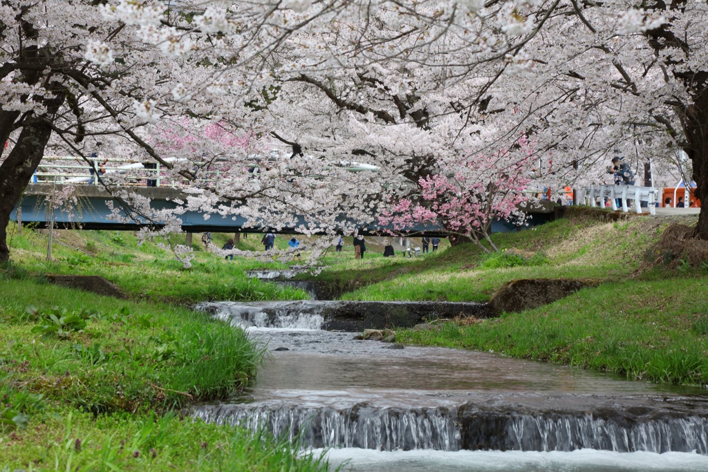 観音寺川・２