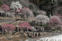 熱海梅園・７