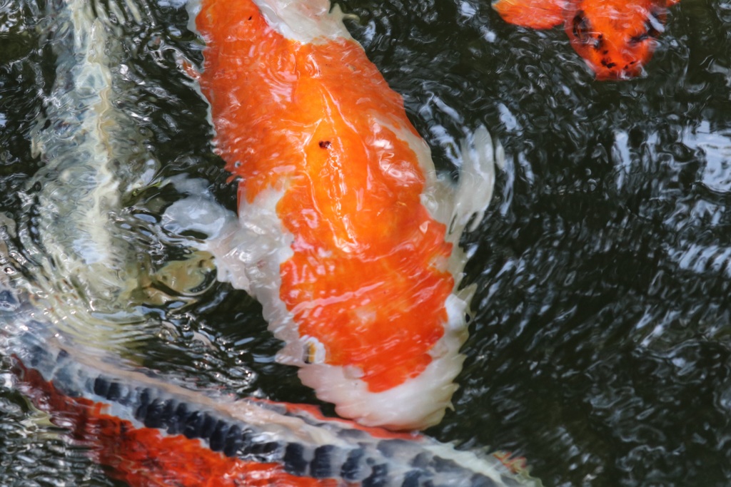 鯉