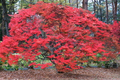 河口湖畔紅葉