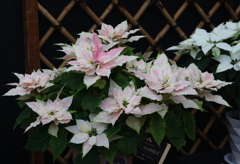 ポインセチア・２