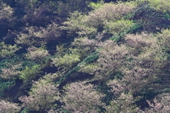 河津桜
