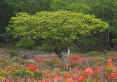 赤城白樺牧場・１