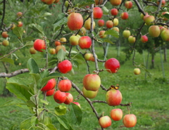 リンゴ園・２