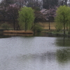 雨サクラー３
