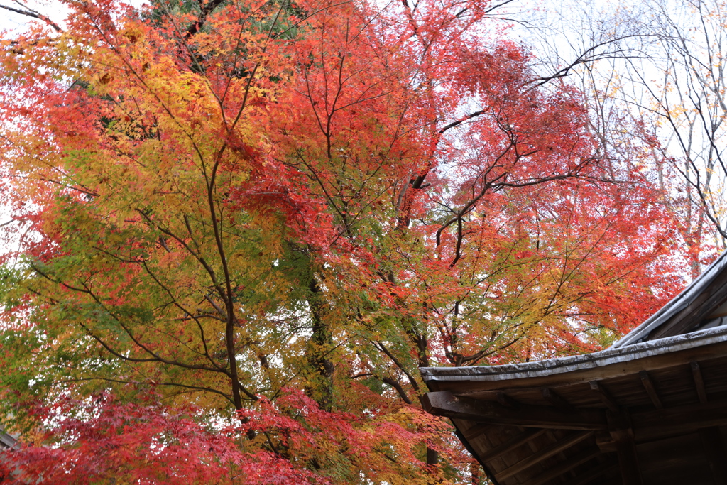 仙台東照宮の紅葉・１