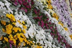 ４月の花・３