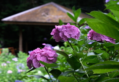 あじさい坂・２