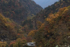 日光市いろは坂