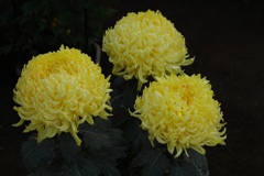 菊ー３