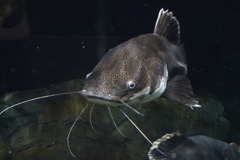 仙台うみの杜水族館・５