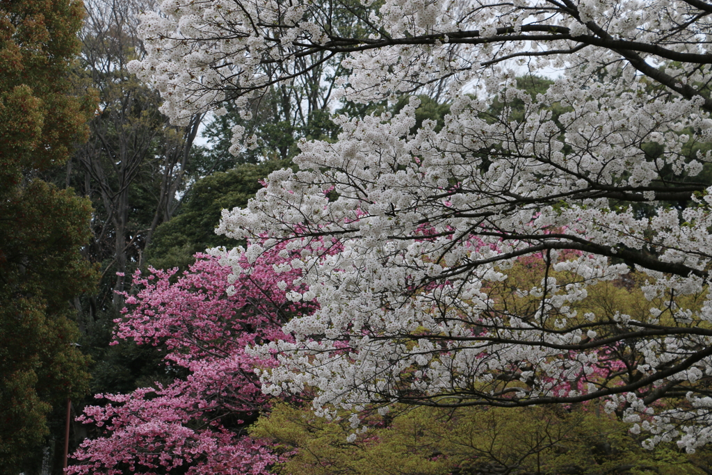 大宮公園・２