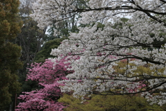 大宮公園・２