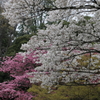 大宮公園・２