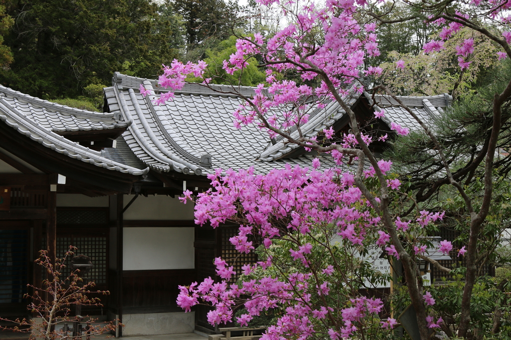 秩父宝登山神社・３