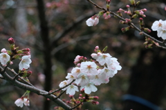 上野公園ー１