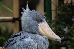 上野動物園ー６