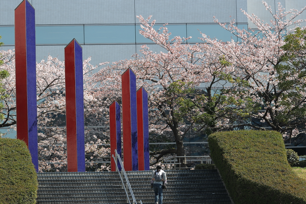 川岸の桜