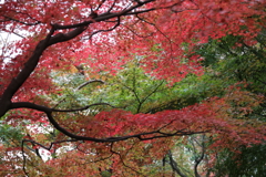 長谷寺・２