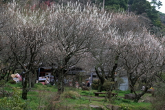 熱海梅園・１
