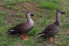 昭和記念公園ー７