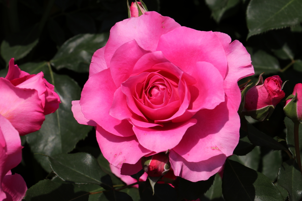 あしかがフラワーパーク（５）