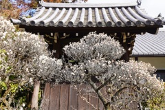 雲龍院・４