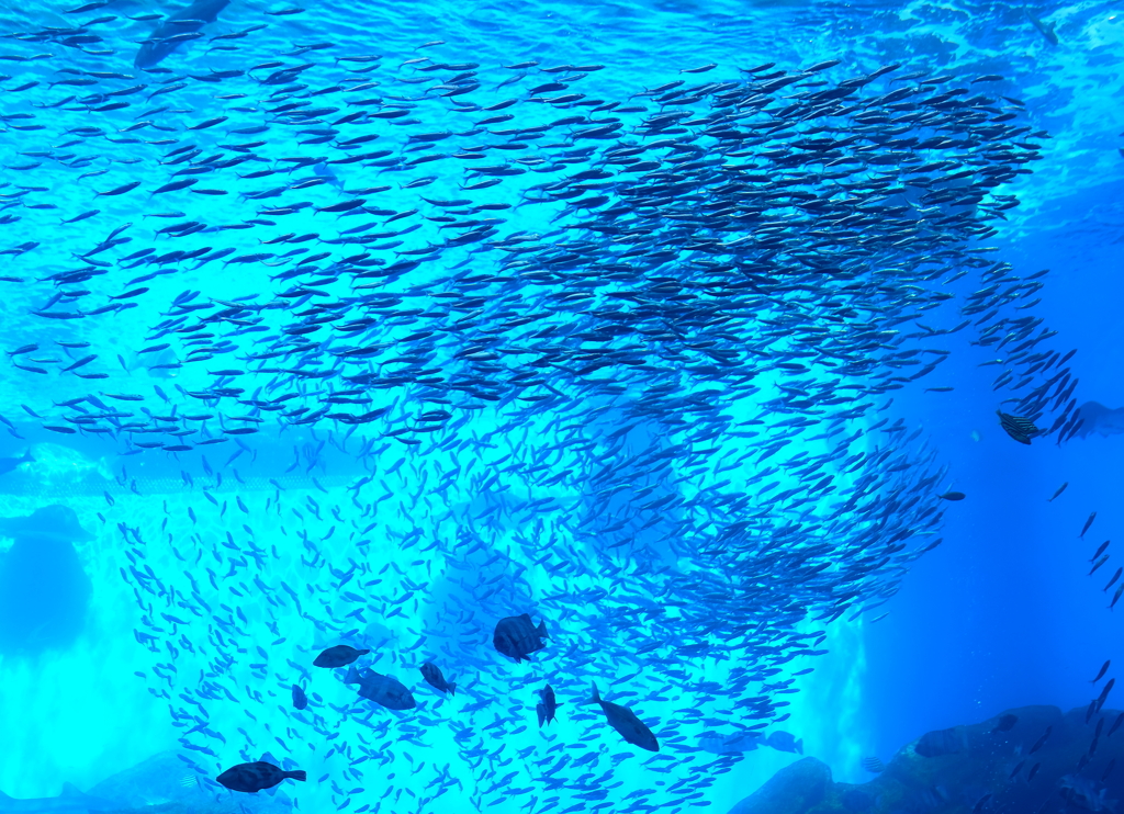 仙台うみの杜水族館・３