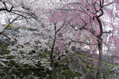 盛岡城跡公園・１