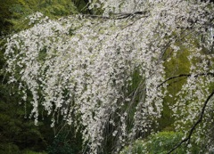 三春町・２
