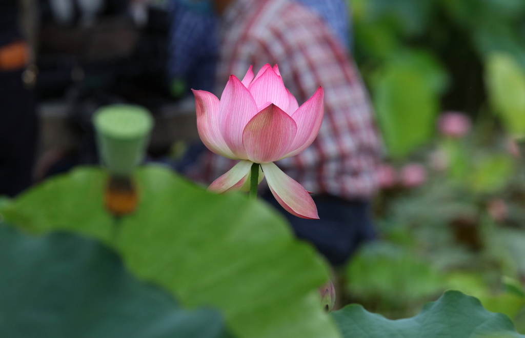 ハス池・３