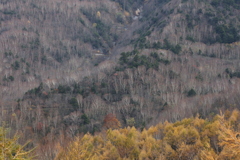 日光市山王林道
