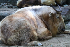多摩動物公園ー１
