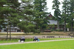 毛越寺・２