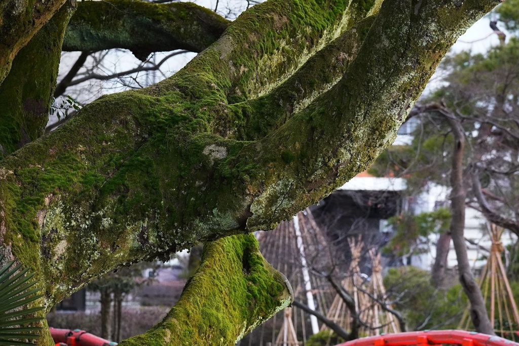 富山城址公園・２
