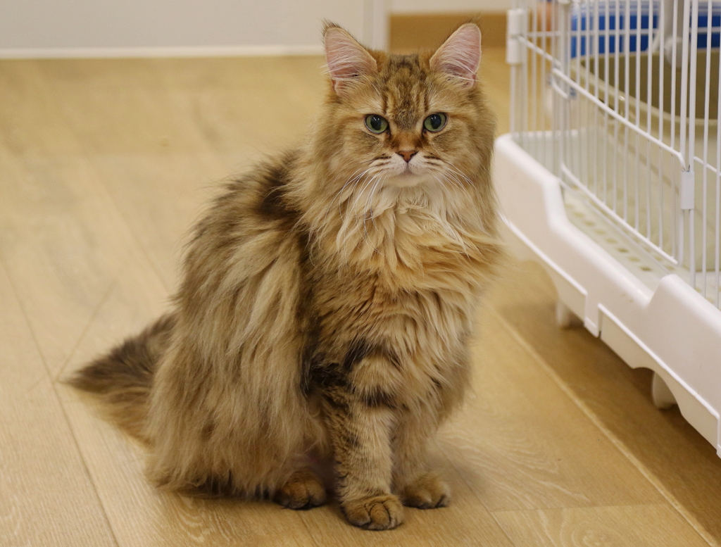 猫カフェ・1 by nekocyan （ID：13503256） - 写真共有サイト:PHOTOHITO