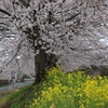雨サクラー7