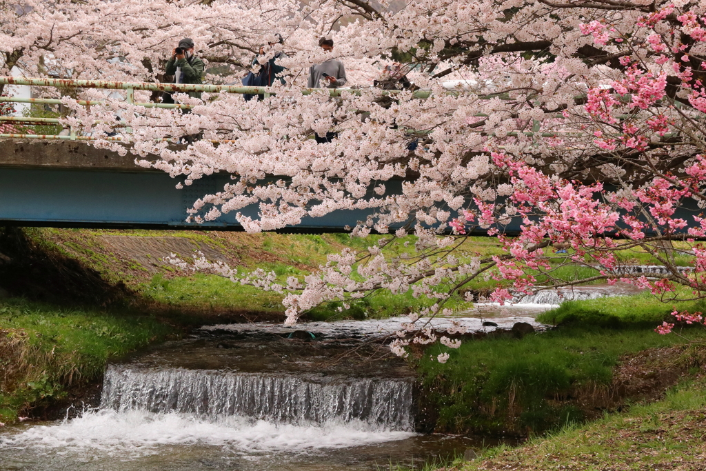 観音寺川・２