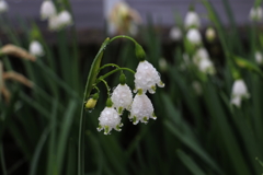 朝の雨に濡れて