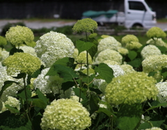 小田原城址公園・１