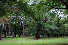 大宮公園