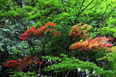 夏の紅葉