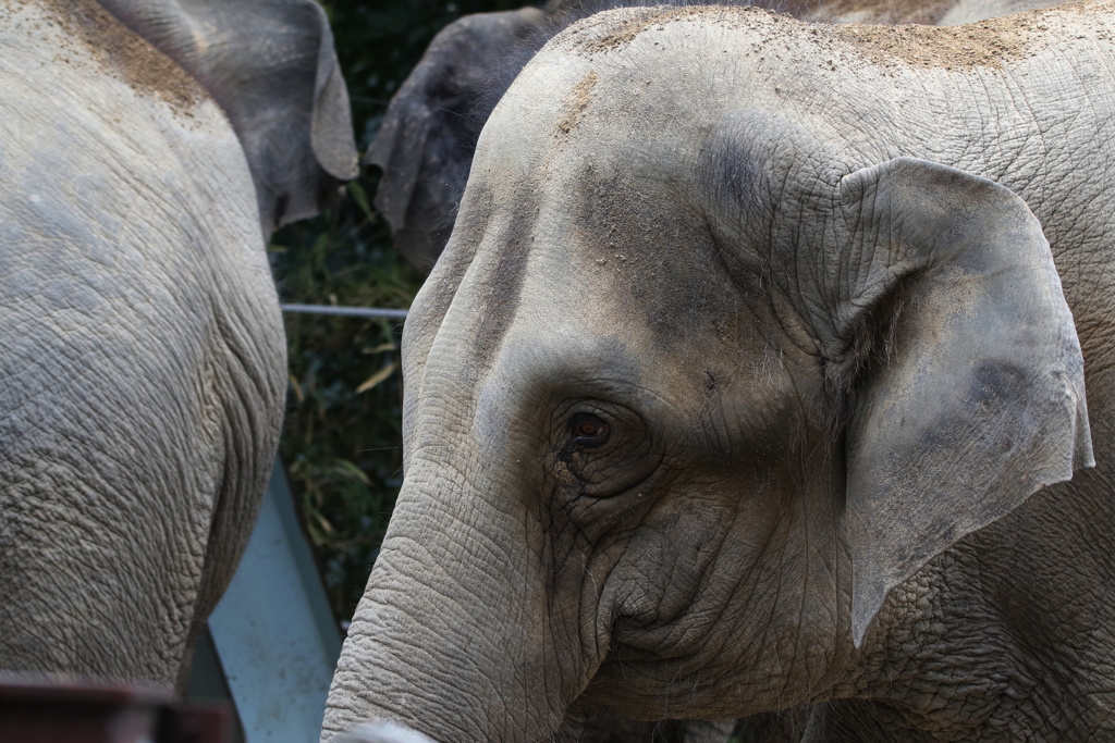 上野動物園ー１