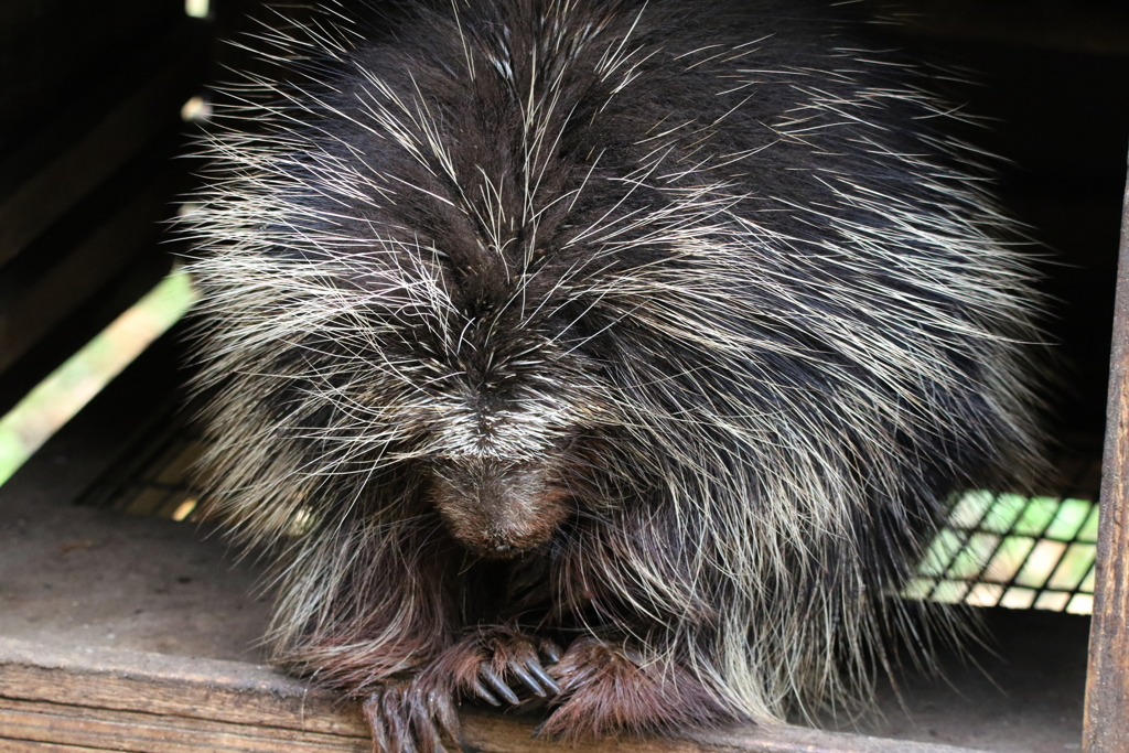 上野動物園ー８